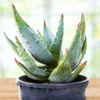 Aloe Ferox