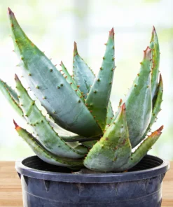Aloe Ferox