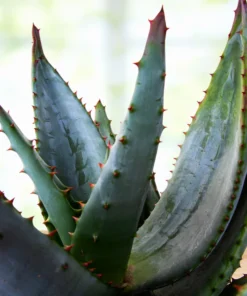 Aloe Ferox