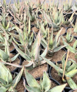 Aloe Ferox