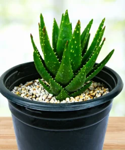 Aloe Nobilis