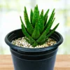 Aloe Nobilis