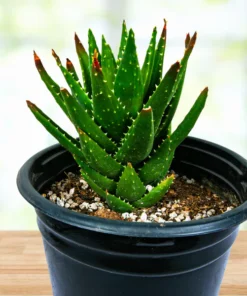 Aloe Nobilis
