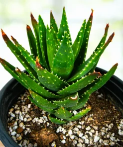 Aloe Nobilis