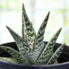 Partridge Breast Aloe