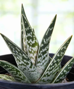 Partridge Breast Aloe