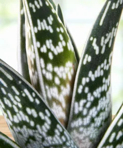 Partridge Breast Aloe