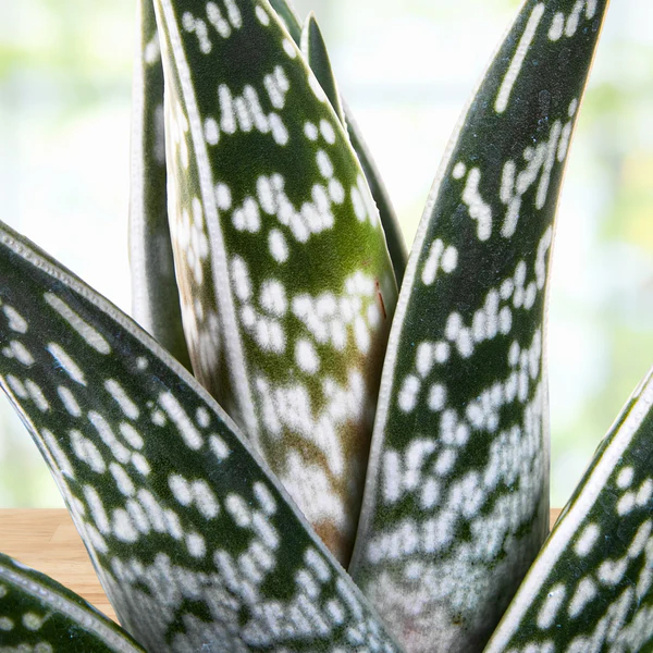 Partridge Breast Aloe