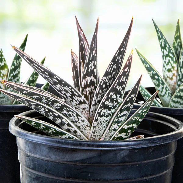 Partridge Breast Aloe