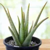 Aloe Barbadensis