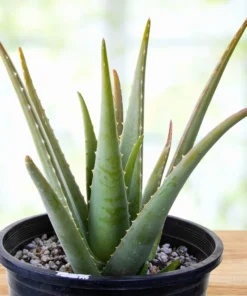 Aloe Barbadensis