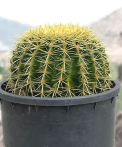 Golden Barrel Cactus