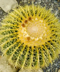 Golden Barrel Cactus