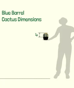 Blue Barrel Cactus