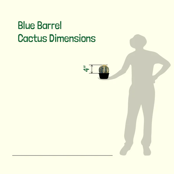 Blue Barrel Cactus
