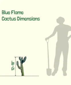 Blue Flame Cactus