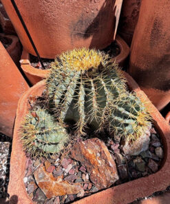 Blue Barrel Cactus