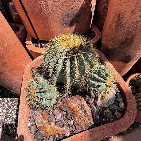Blue Barrel Cactus