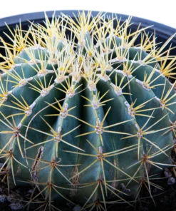 Blue Barrel Cactus