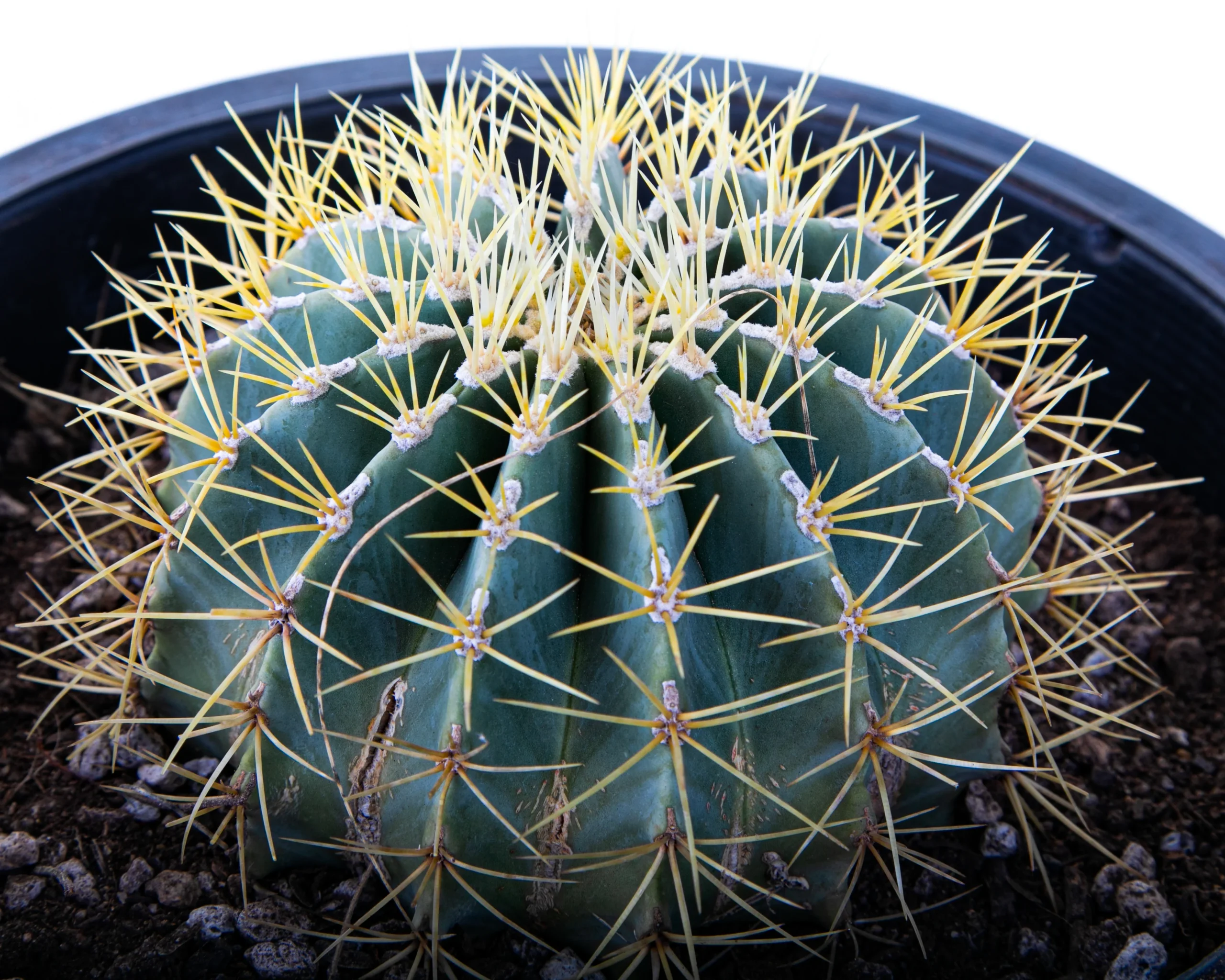 Blue Barrel Cactus