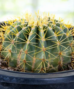 Blue Barrel Cactus