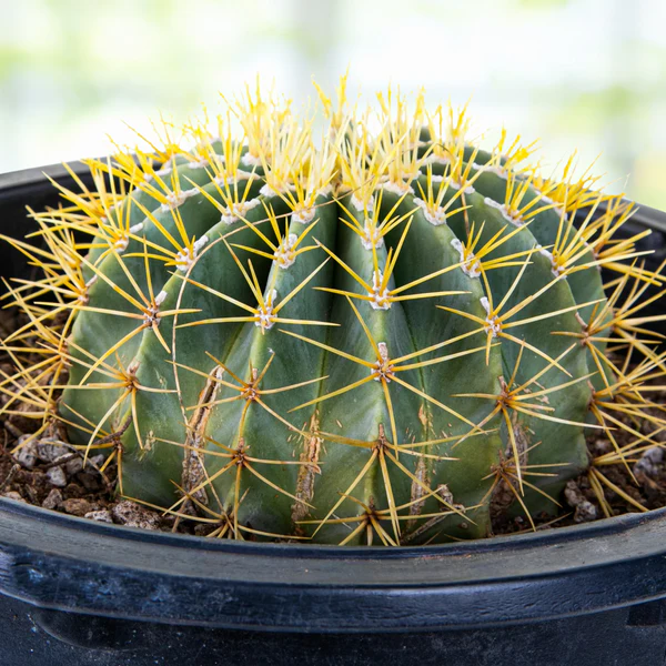 Blue Barrel Cactus