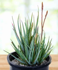 Aloe "Blue Elf"