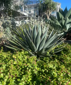 Agave 'Blue Glow'