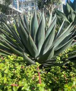 Agave 'Blue Glow'