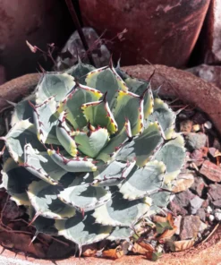 Agave Potatorum Kichiokhan Marginata