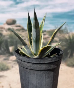 Agave Americana Variegata