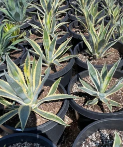 Agave Americana Variegata