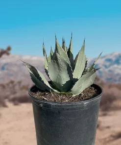 Agave Parryi Huachucensis