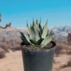 Agave Parryi Huachucensis