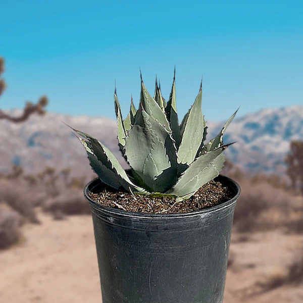 Agave Parryi Huachucensis