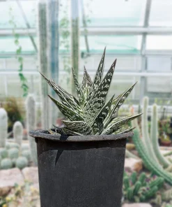 Partridge Breast Aloe