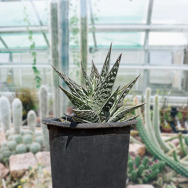 Partridge Breast Aloe