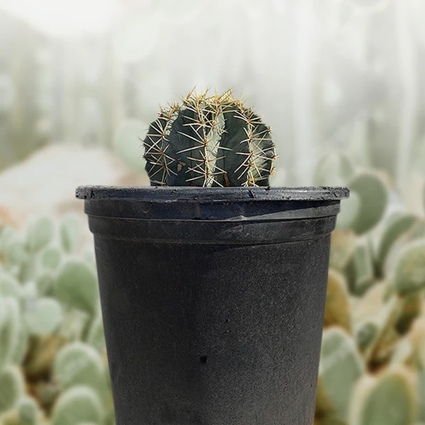 Blue Barrel Cactus
