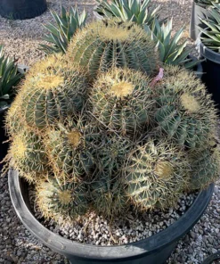 Blue Barrel Cactus