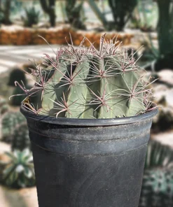 Gold Spine Southwest Barrel Cactus