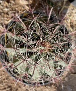 Southwest Barrel Cactus