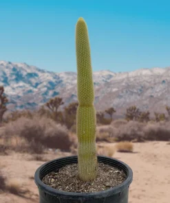 Golden Torch Cactus