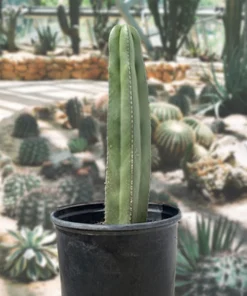 Mexican Fence Post Cactus