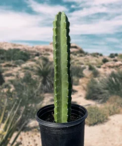 Peruvian Apple Cactus