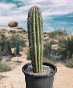 Saguaro Cactus