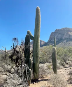 Saguaro Cactus