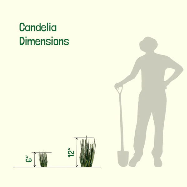 Candelilla