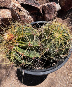 Candy Barrel Cactus