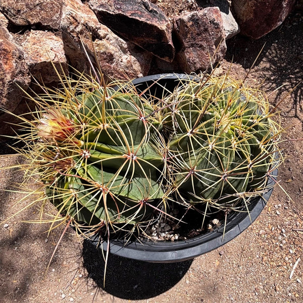 Candy Barrel Cactus