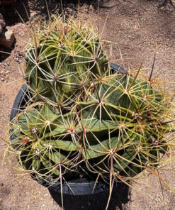 Candy Barrel Cactus